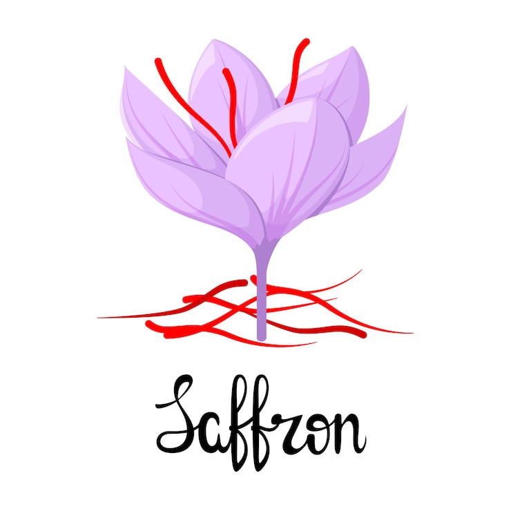 Vector flor de azafrán sobre un fondo blanco diseño de dibujos animados de especias
