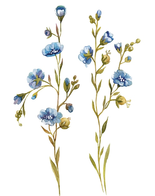 Flor azul acuarela ilustración botánica x9