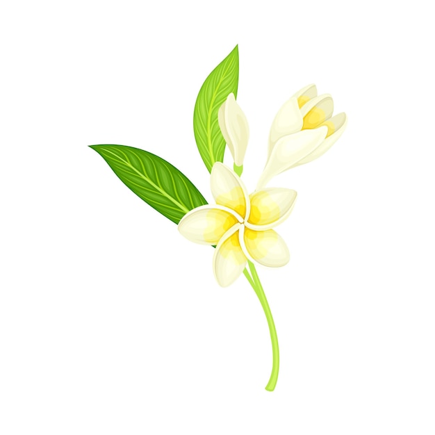 Flor blanca de Frangipani o Plumeria con pétalos ovalados y hojas lanceoladas en ilustración vectorial del tallo verde