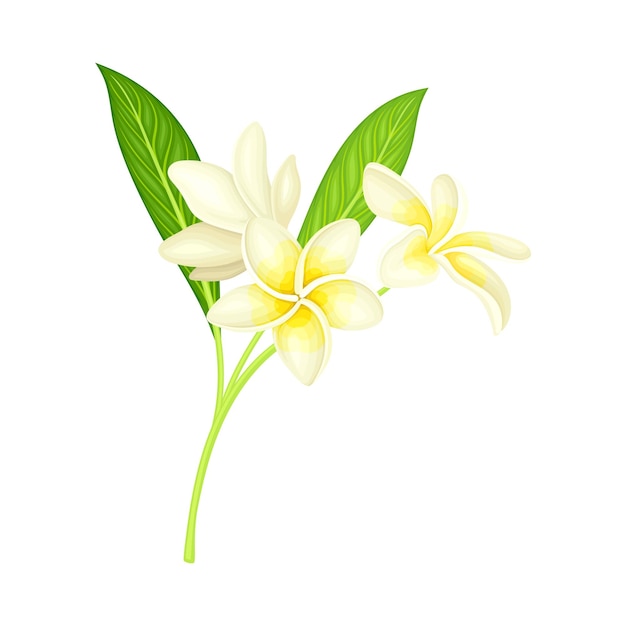 Flor blanca de Frangipani o Plumeria con pétalos ovalados y hojas lanceoladas en ilustración vectorial del tallo verde