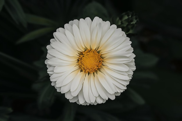 flor blanca hermosa aislada sobre un fondo negro