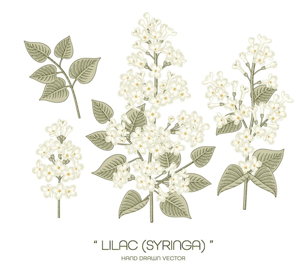 Flor blanca de Syringa vulgaris (lila común) ilustraciones botánicas dibujadas a mano.