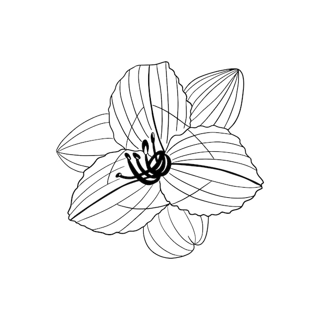 flor en blanco y negro dibujada a lápiz para el diseño de libros, folletos, revistas, invitaciones