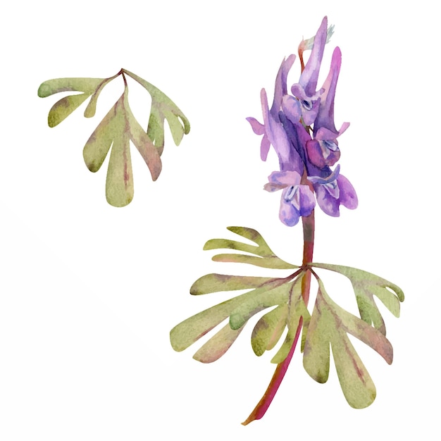 Flor del bosque de primavera púrpura corydalis guisante orquídea matthiola con hojas aisladas botánicas