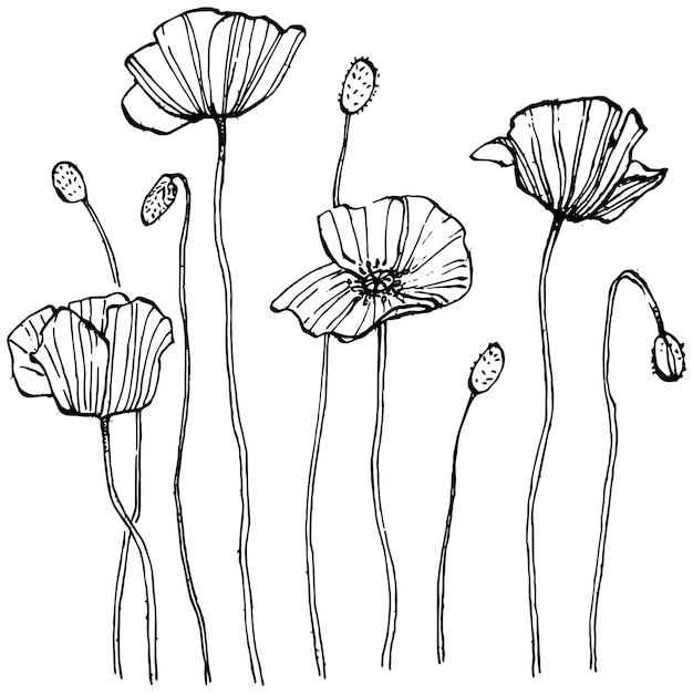 Flor botánica floral de amapolas Elemento de ilustración aislada Flor silvestre de dibujo a mano vectorial para el marco o borde del patrón de envoltura de textura de fondo