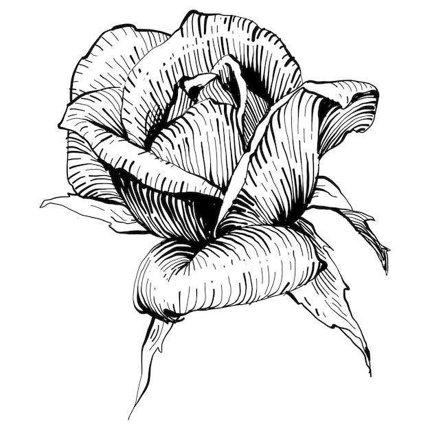 Flor botánica floral. Ilustración aislada