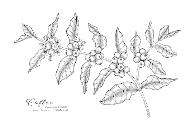 Flor de café y hojas dibujadas a mano ilustración botánica con arte lineal.