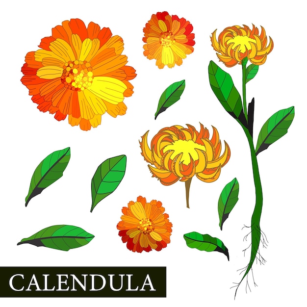 Vector flor de caléndula ilustración botánica de caléndula plantas medicinales medicina alternativa