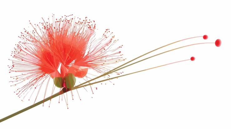 Vector la flor de calliandra haematocephala es una flor de polvo rojo vibrante.