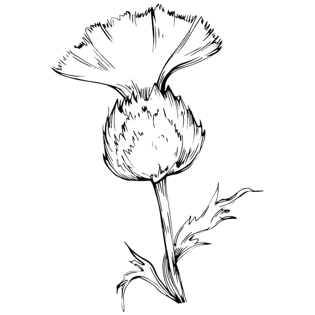 Flor de cardo a mano dibujo imágenes prediseñadas en blanco y negro aislado