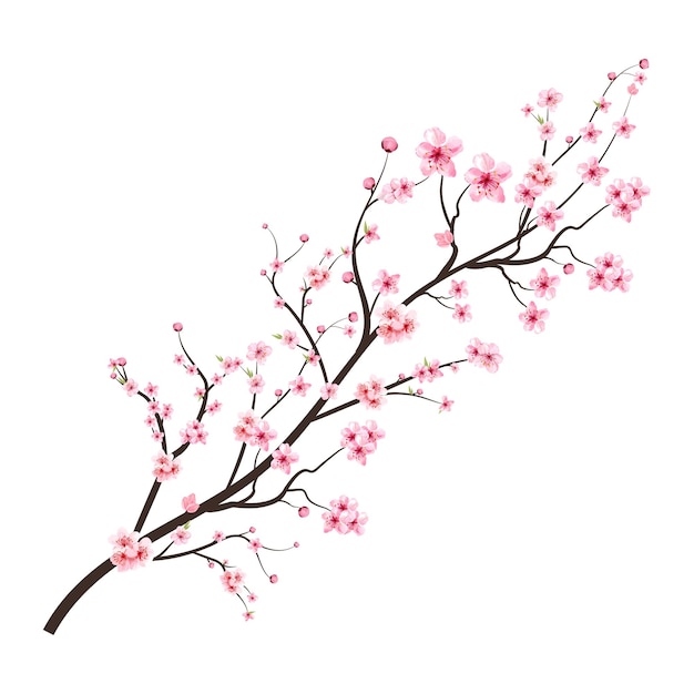 Flor de cerezo con flor de sakura acuarela. rama de flor de cerezo con flor de sakura en flor rosa. flor de cerezo acuarela realista. vector de rama de sakura sobre fondo blanco. flor de la flor.