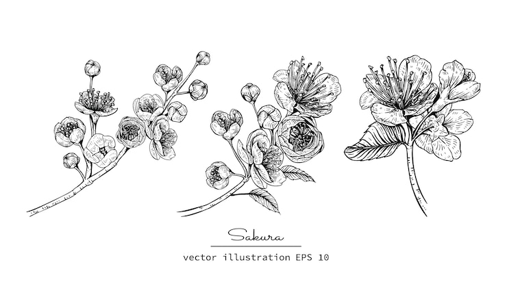 Vector flor de cerezo sakura dibujos de flores