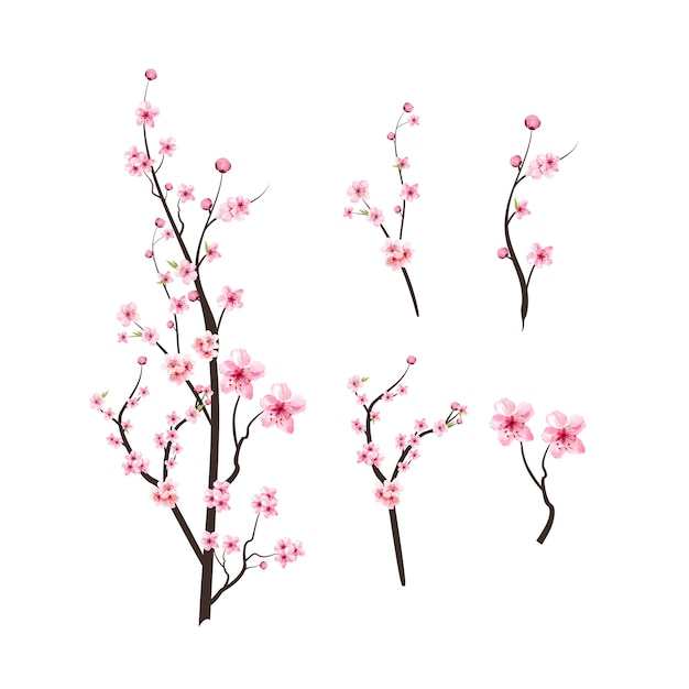 Flor de cerezo con Sakura flor de acuarela. Elementos de rama de flor de cerezo realistas. Ilustración de rama de flor de Sakura. Vector de flor de cerezo acuarela rosa. Vector de flor de cerezo japonés.