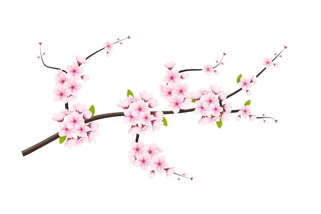flor de cerezo y sakura sobre fondo blanco