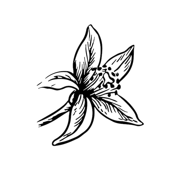 Una flor de cítricos Ilustración gráfica vectorial de flores de limón, naranja y pomelo Una imagen dibujada a mano en blanco y negro sobre un fondo blanco Ideal para carteles, etiquetas, tarjetas postales y paquetes