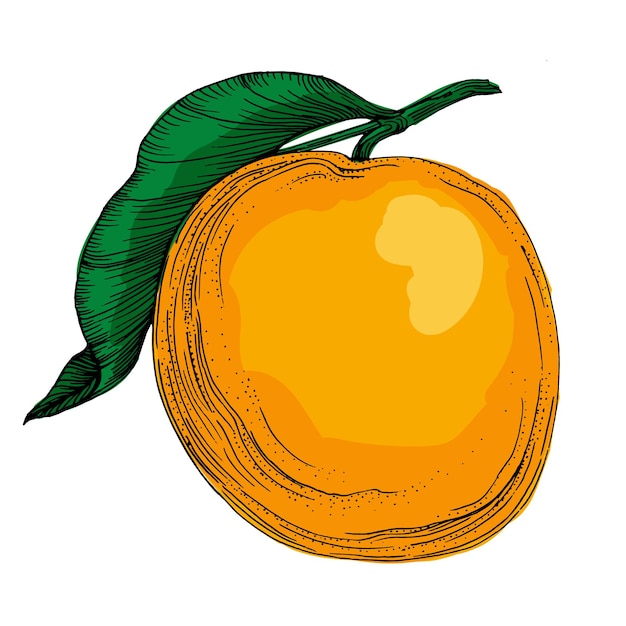 Flor de cítricos y naranjas dibujo a mano de fruta aislada sobre fondo blanco mandarina fruta orgánica estilo dibujos animados ilustración vectorial para cualquier diseño