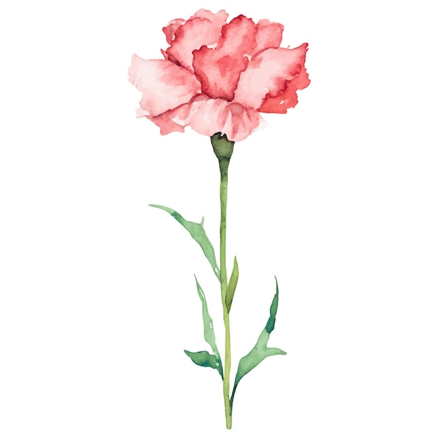 Flor de clavel pintada en acuarela Elemento de diseño dibujado a mano aislado sobre fondo blanco