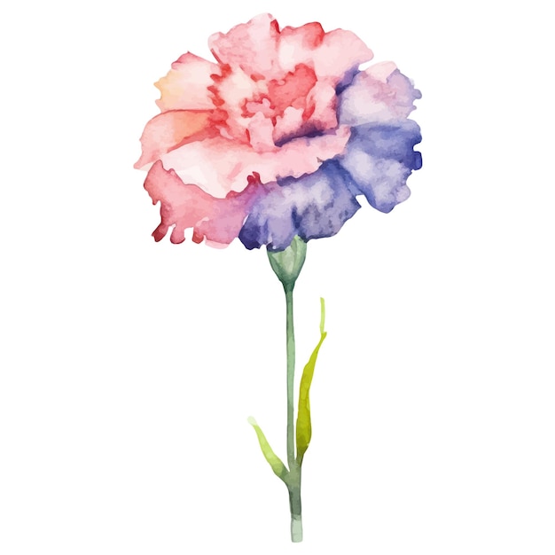 Flor de clavel pintada en acuarela Elemento de diseño dibujado a mano aislado sobre fondo blanco
