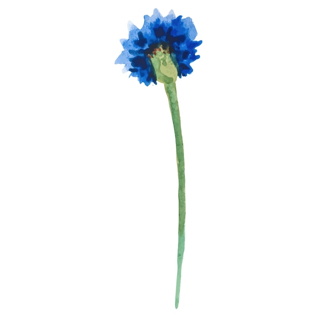 Flor de clavel pintada en acuarela Elemento de diseño dibujado a mano aislado sobre fondo blanco