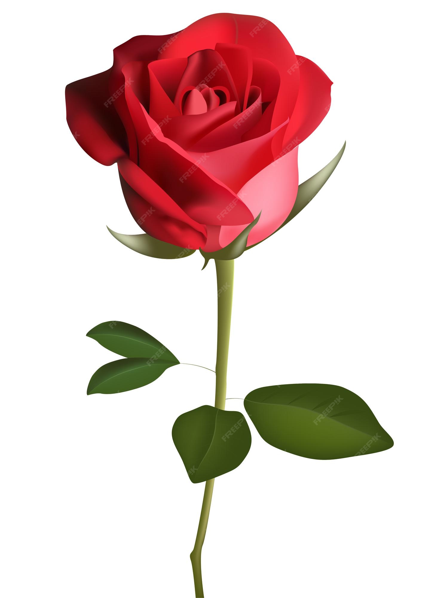 Flor color de rosa de color rojo oscuro con hojas verdes, ilustración de  vector de estilo boceto aislado sobre fondo blanco. dibujo a mano realista de  rosa roja abierta, símbolo del amor,