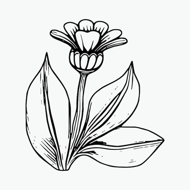 Flor para colorear página de dibujo a mano elemento de color blanco y negro