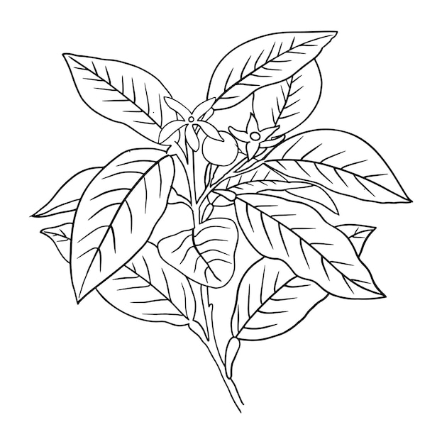 Flor para colorear página línea arte vector diseño imprimible en blanco para rellenar