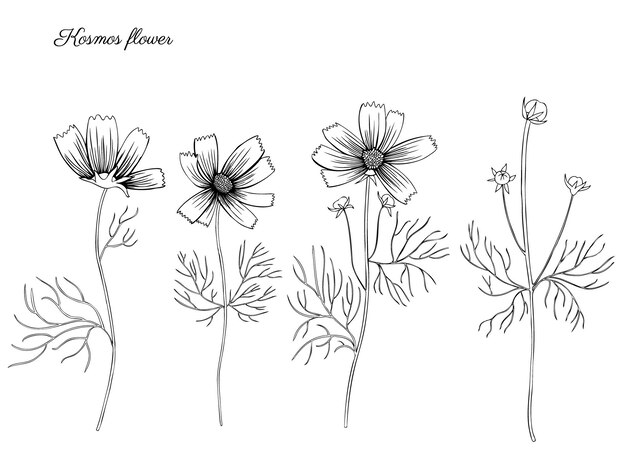 La flor del cosmos kosmeya dibujo a mano dibujo de tinta dibujado con tinta dibujo de flor silvestre diseño floral de astra