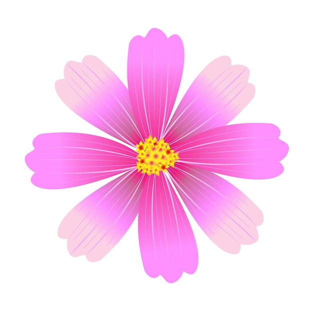 Flor cosmos vectorial