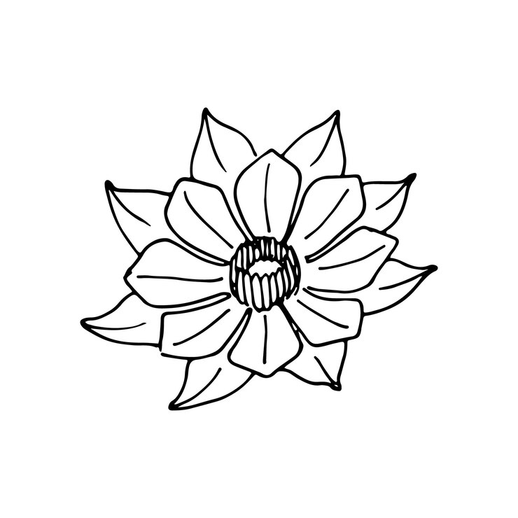 Flor de crisantemo Ilustración botánica vectorial