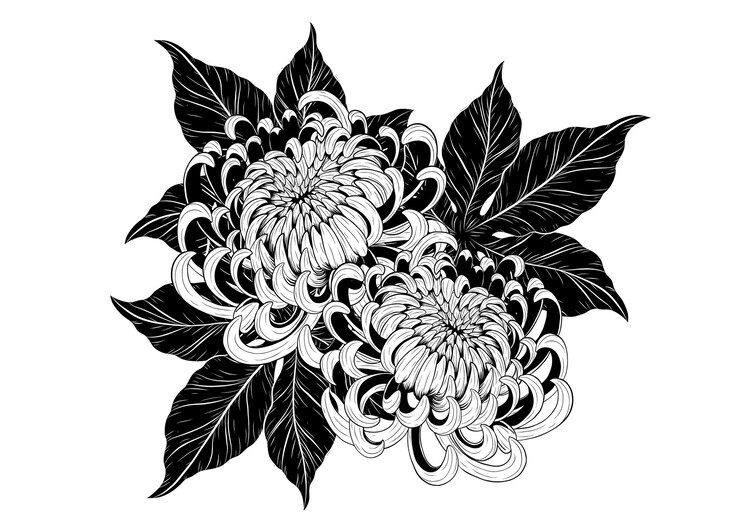 Vector flor de crisantemo a mano