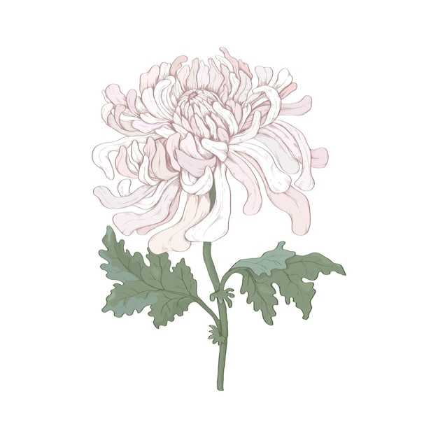 Una flor de crisantemo rosa. Para los nacidos en noviembre, arte mural.