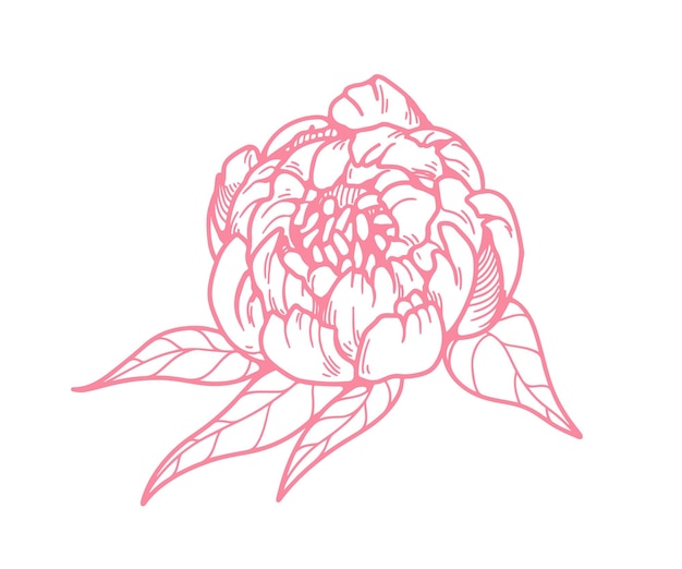 Flor delineada flor de peonía dibujo de brotes florales en estilo retro vintage con contornos decoración natural de flor de jardín ilustración vectorial detallada botánica dibujada a mano aislada sobre fondo blanco