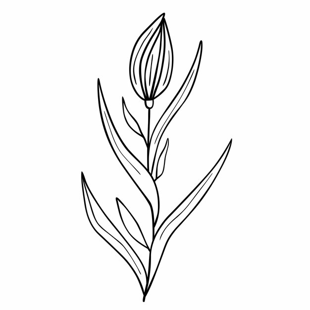 Flor dibujada a mano aislada sobre fondo blanco Elemento de verano floral vectorial Ilustración de boceto de garabato decorativo