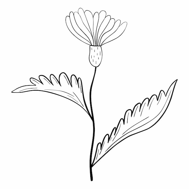 Flor dibujada a mano aislada sobre fondo blanco elemento de verano floral vectorial ilustración de boceto de garabato decorativo