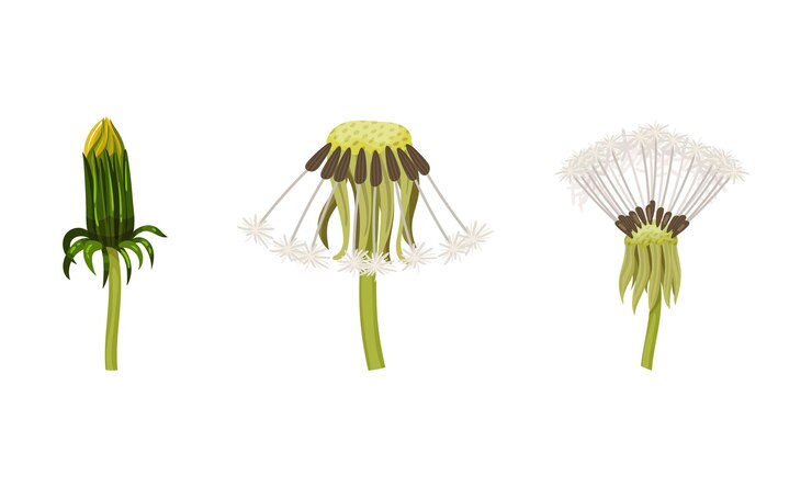 Vector flor de diente de león con cabeza de semilla con papo en el conjunto vectorial del tallo
