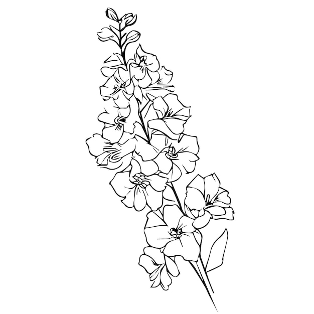 flor de espuela de caballero aislada dibujo a lápiz delphinium Ilustración vectorial de flor de espuela de caballero hermosa