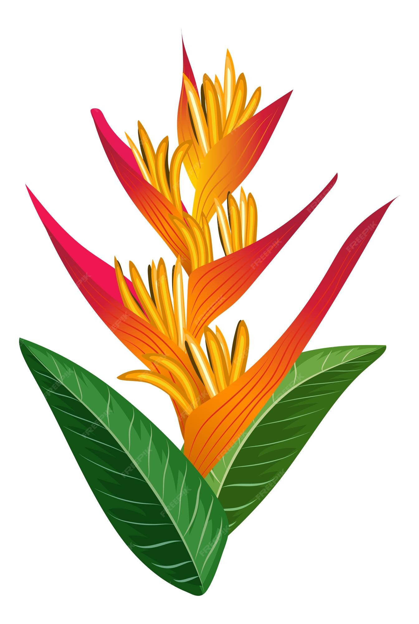 Flor exótica planta de bosque tropical heliconia brillante | Vector Premium