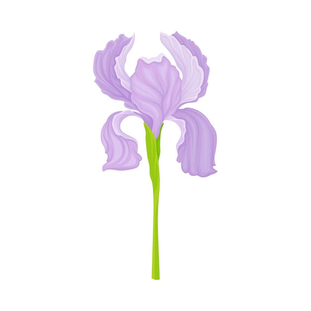 La flor de la flor de iris con sépalos que caen aislados en la ilustración vectorial de fondo blanco