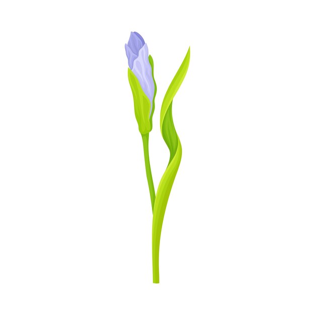 Vector la flor de la flor de iris con sépalos que caen aislados en la ilustración vectorial de fondo blanco