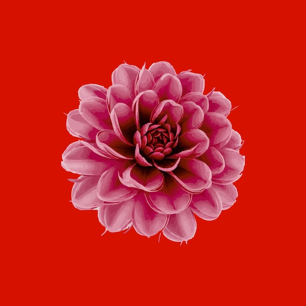 una flor en un fondo rojo