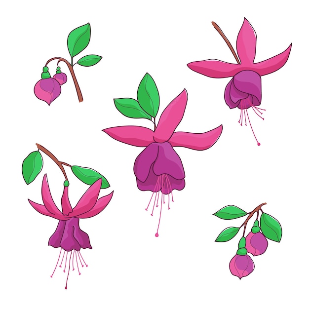 Flor de fucsia Brotes de flores y brotes de fucsie Un elemento botánico para el diseño Un objeto aislado