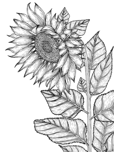 Vector flor de girasol en estilo grabado.