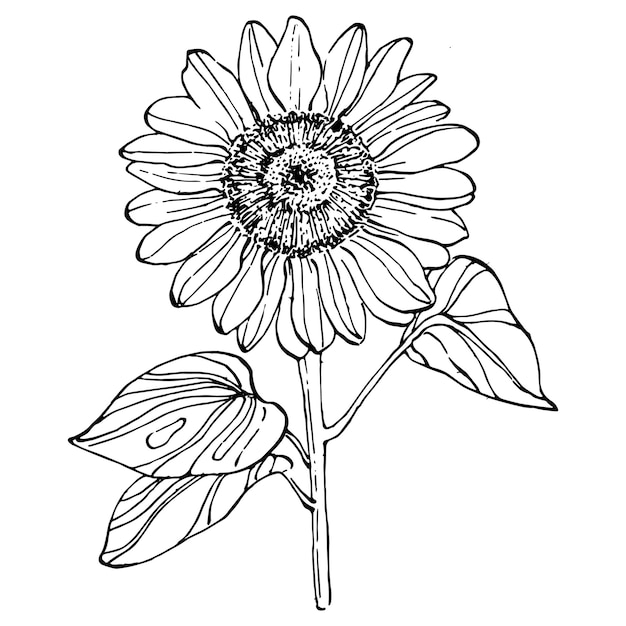 Flor de girasol. flor botánica floral. elemento de ilustración aislado. dibujo a mano de flores silvestres