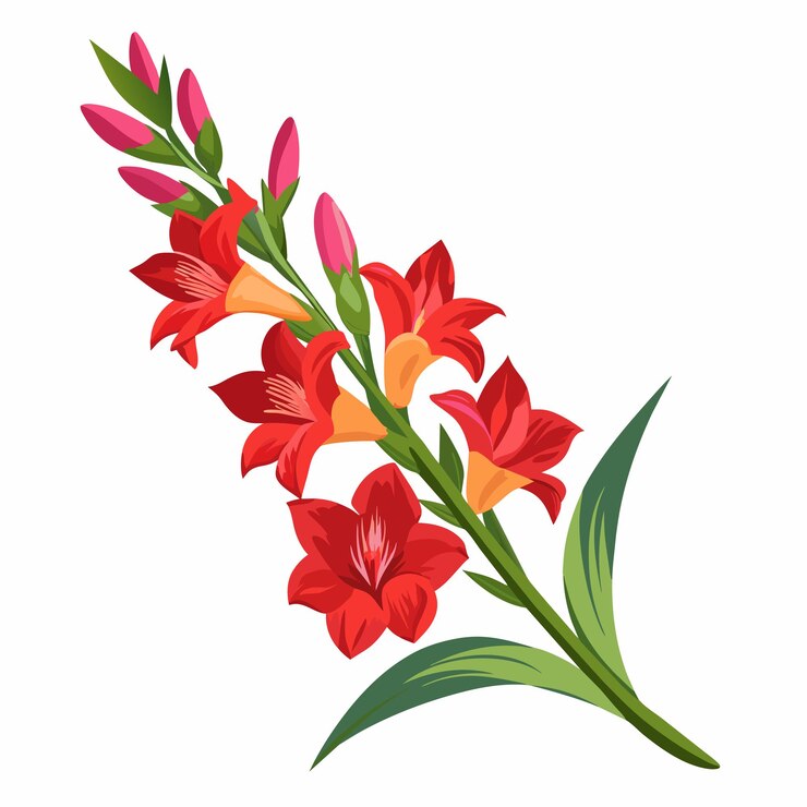Vector flor de gladiolo aislada sobre un fondo blanco