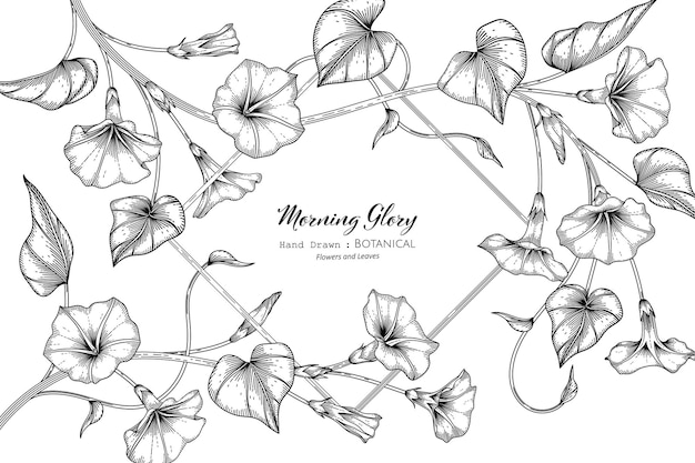 Flor de la gloria de la mañana y hojas dibujadas a mano ilustración botánica con arte lineal.