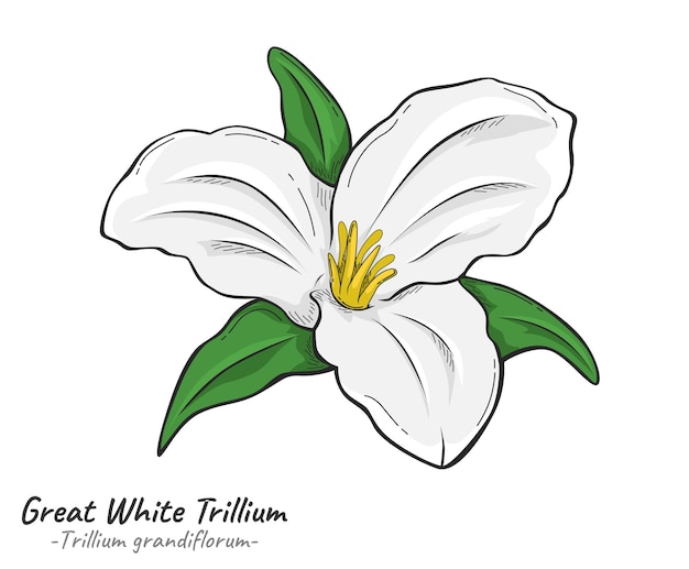 La flor del gran trillo blanco Trillium grandiflorum