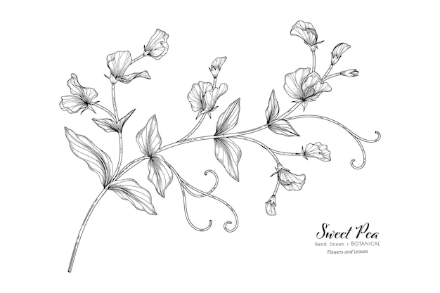 Flor de guisantes y hojas dibujadas a mano ilustración botánica con arte lineal.