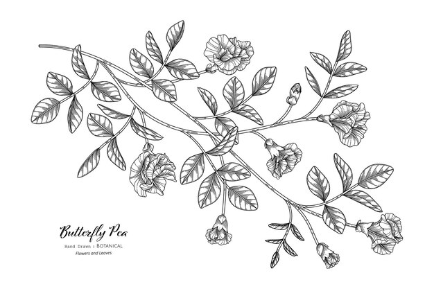 Flor de guisantes de mariposa y hojas dibujadas a mano ilustración botánica con arte lineal.