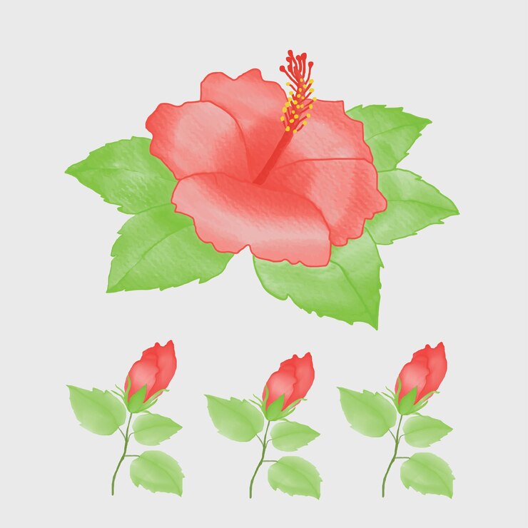 Flor de hibisco de color de agua o rosa china