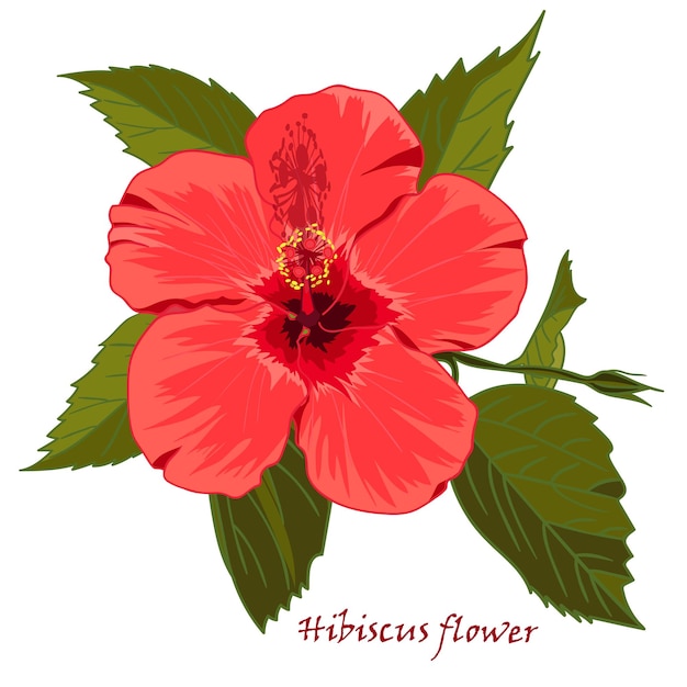Vector flor de hibisco en estilo dibujado a mano realista aislado sobre fondo blanco